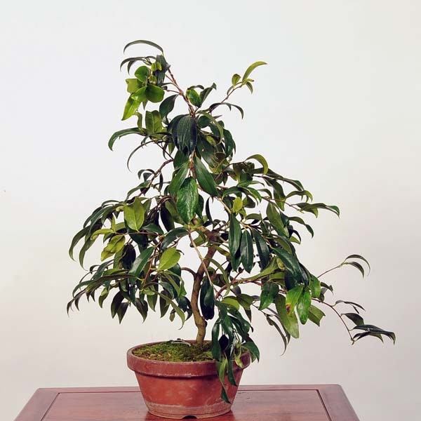 絞り孔雀　椿 ツバキ（椿）「孔雀椿（くじゃくつばき）」 - peaの植物図鑑