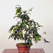 �����ߺϡ���(�ȹ���)������ *�ĤФ����ĥХ� Tsubaki