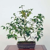 �����ߺϡ���(�̥α�)������ *�ĤФ����ĥХ� Tsubaki