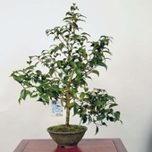 �����ߺϡ���(�̥α�)������ *�ĤФ����ĥХ� Tsubaki