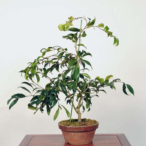 中品盆栽：椿(紅孔雀) 現品 *つばき ツバキ Tsubaki | すべての商品