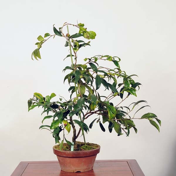 中品盆栽：椿(紅孔雀) 現品 *つばき ツバキ Tsubaki | すべての商品
