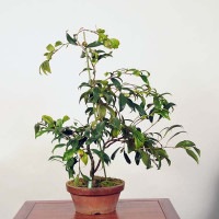 中品盆栽：椿(紅孔雀) 現品 *つばき ツバキ Tsubaki | すべての商品