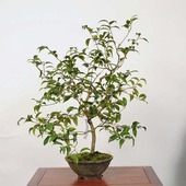 �����ߺϡ���(�̥α�)������ *�ĤФ����ĥХ� Tsubaki