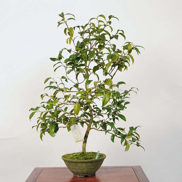 中品盆栽：椿(玉ノ浦) 現品 *つばき ツバキ Tsubaki | すべての商品