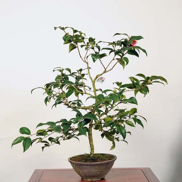 中品盆栽：椿(玉ノ浦) 現品 *つばき ツバキ Tsubaki | すべての商品