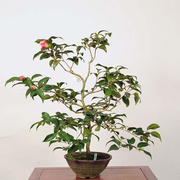 中品盆栽：椿(玉ノ浦) 現品 *つばき ツバキ Tsubaki | すべての商品