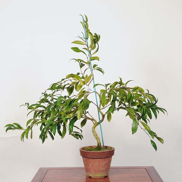 中品盆栽：椿(紅孔雀) 現品 *つばき ツバキ Tsubaki | すべての商品