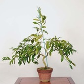 �����ߺϡ���(�ȹ���)������ *�ĤФ����ĥХ� Tsubaki