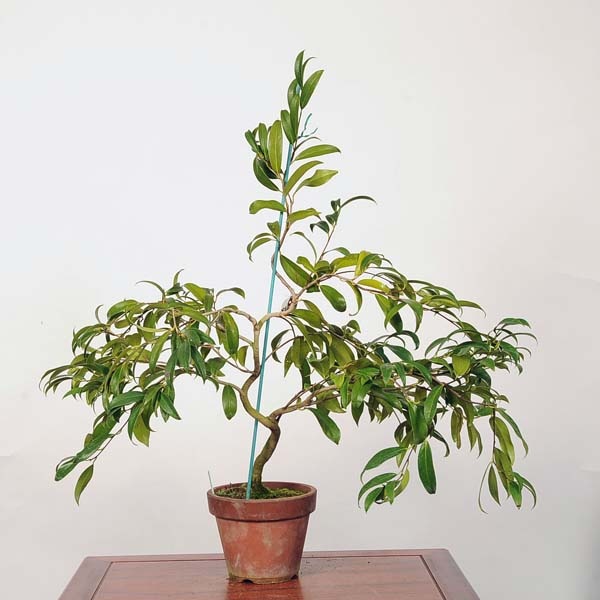 中品盆栽：椿(紅孔雀) 現品 *つばき ツバキ Tsubaki | すべての商品