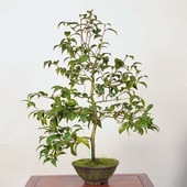 �����ߺϡ���(�̥α�)������ *�ĤФ����ĥХ� Tsubaki