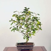 �����ߺϡ��� (�ʤ�)������ *�ĤФ����ĥХ� Tsubaki