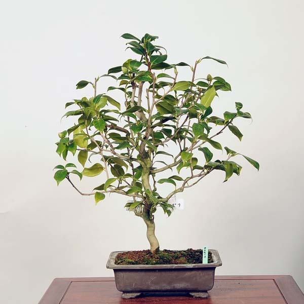 中品盆栽：椿 (絞り) 現品 *つばき ツバキ Tsubaki | すべての商品