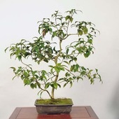 �����ߺϡ���(�̥α�)������ *�ĤФ����ĥХ� Tsubaki