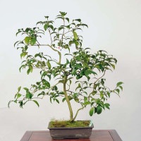 中品盆栽：椿(玉ノ浦) 現品 *つばき ツバキ Tsubaki | すべての商品