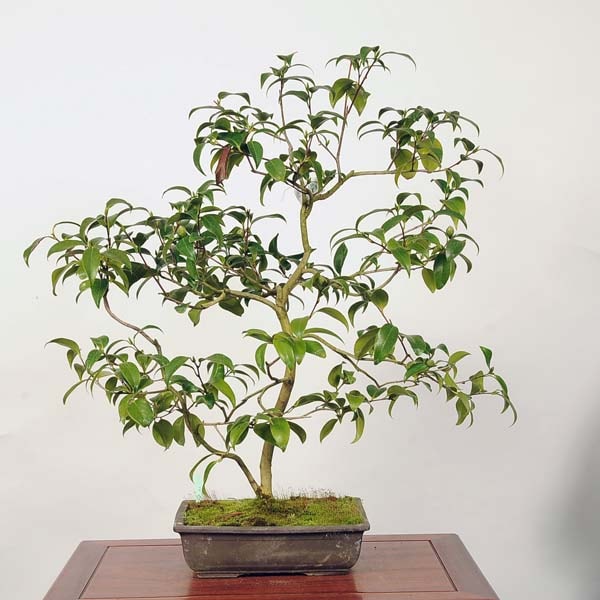 中品盆栽：椿(玉ノ浦) 現品 *つばき ツバキ Tsubaki | すべての商品