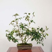 �����ߺϡ���(�̥α�)������ *�ĤФ����ĥХ� Tsubaki