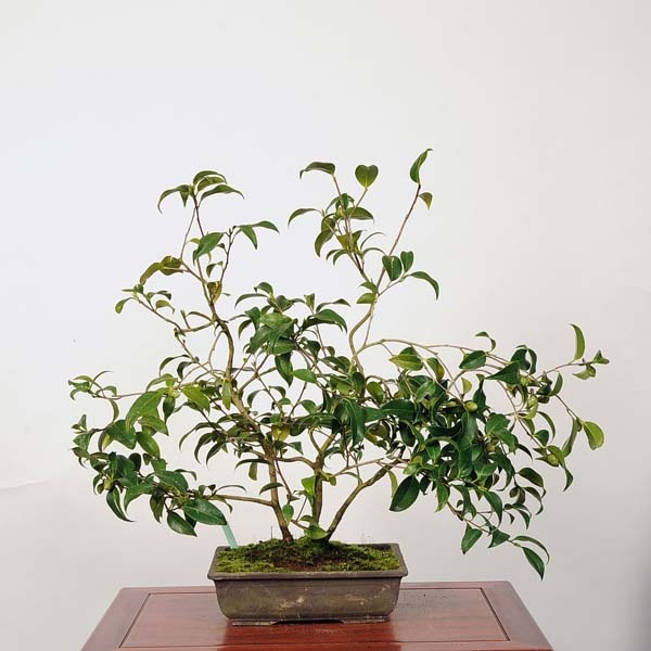 中品盆栽：椿(玉ノ浦) 現品 *つばき ツバキ Tsubaki | すべての商品