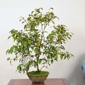 �����ߺϡ���(�̥α�)������ *�ĤФ����ĥХ� Tsubaki