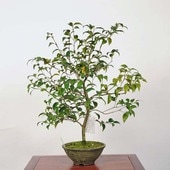 �����ߺϡ���(�̥α�)������ *�ĤФ����ĥХ� Tsubaki