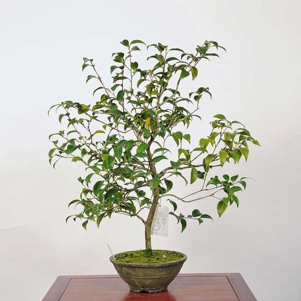 中品盆栽：椿(玉ノ浦) 現品 *つばき ツバキ Tsubaki | すべての商品