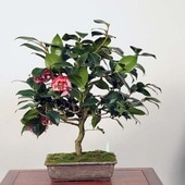 �����ߺϡ���(�����)������ *�ĤФ����ĥХ� Tsubaki