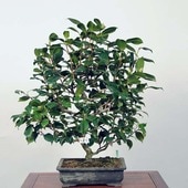 �����ߺϡ��� (�ԥ󥯹ʤ�)������ *�ĤФ����ĥХ� Tsubaki