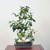 �����ߺϡ���(�б����)������ *�ĤФ����ĥХ� Tsubaki