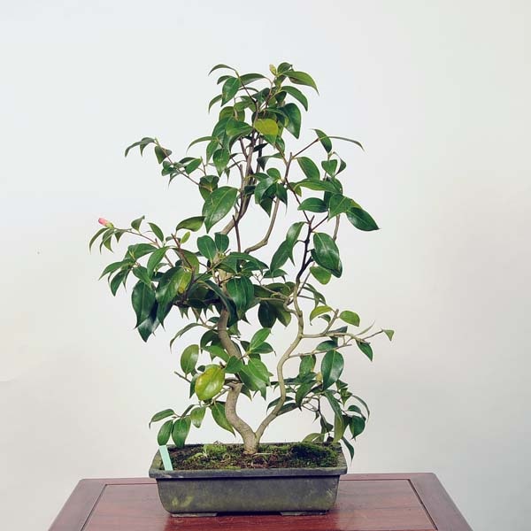 椿　紅詫助　[模様木]　大品盆栽 椿 紅詫助 [模様木] 大品盆栽 椿 紅詫助 [模様木] 大品盆栽