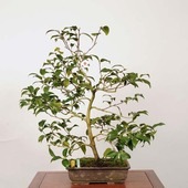 �����ߺϡ���(�̥α�)������ *�ĤФ����ĥХ� Tsubaki