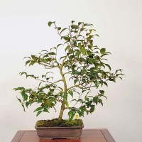 中品盆栽：椿(玉ノ浦) 現品 *つばき ツバキ Tsubaki | すべての商品