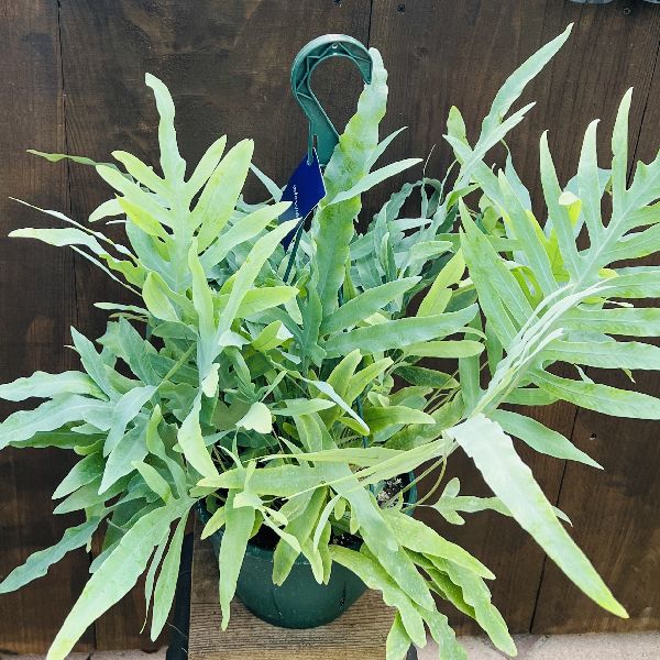 おしゃれ 観葉植物：フレボディウム オーレウム ブルースター*7号 吊り