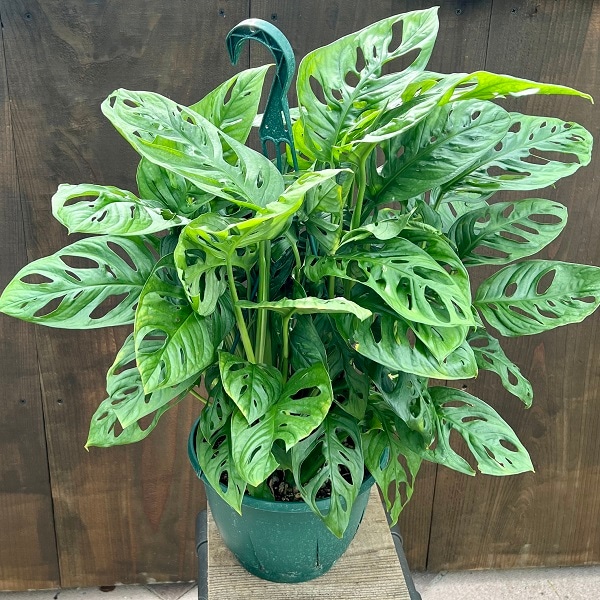 おしゃれ 観葉植物：マドカズラ*7号 吊り鉢 | 観葉植物 | 遊恵盆栽 本店