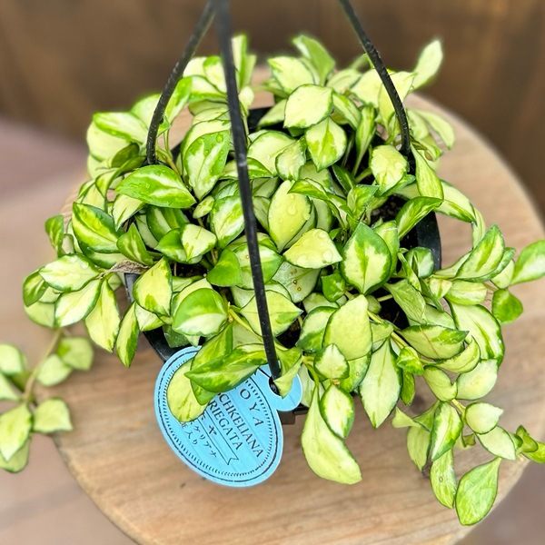 おしゃれ 観葉植物：ホヤ ヘウスケリアナ 斑入り*吊り鉢 4号 | 観葉