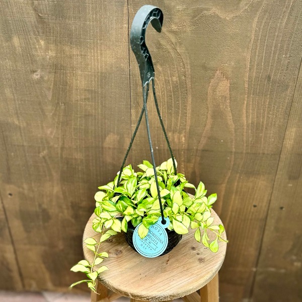 ホヤ　ヘウスケリアナ　斑入り ホヤ：ヘウスケリアナ バリエガータ（斑入り） 2.5号吊り鉢 の