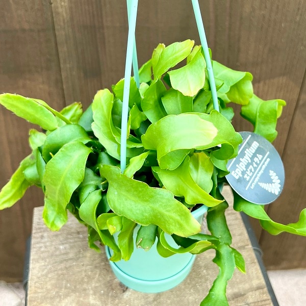 おしゃれ 観葉植物：エピフィラム グアテマレンシス*4号 みどり吊り鉢