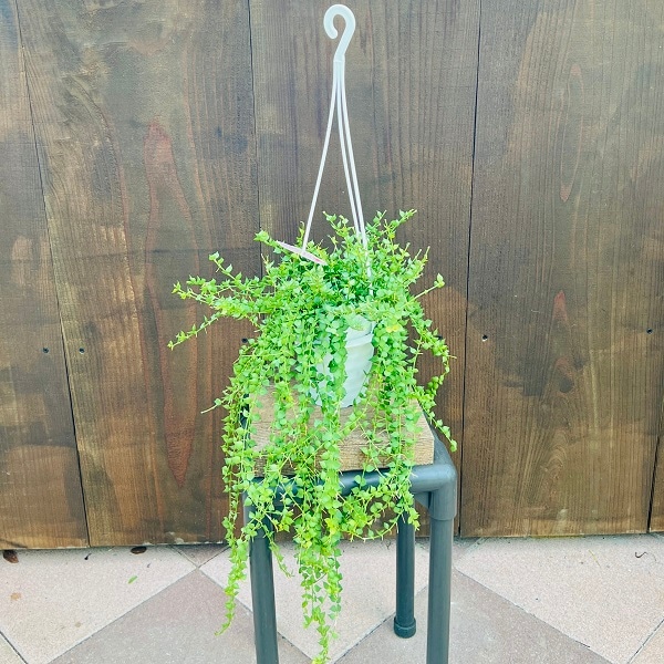 観葉植物：ディスキディア ミリオンハート*吊り鉢 4号 | 観葉植物