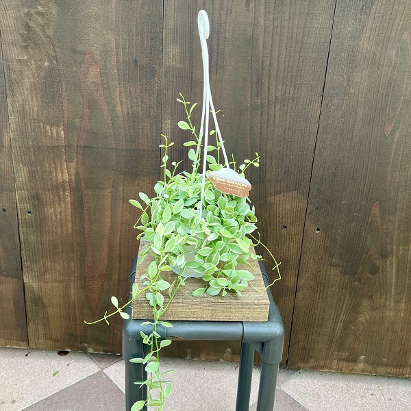 観葉植物：ディスキディア エメラルド*吊り鉢 4号 Dischidia emerald