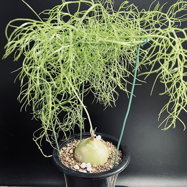 球根植物：蒼角殿（ソウカクデン）*球根幅6.5cm 現品！一品限り