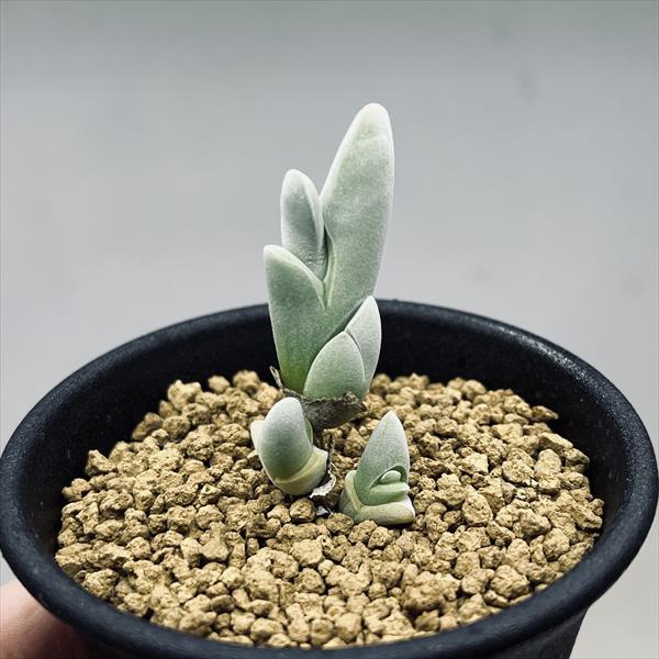 多肉植物：ギバエウム シャンディー 銀鯱*幅2cm | サボテン＆多肉