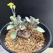 �����ǥå��������ȥ�ʡ��إ졼�ߥ���ߥ��ʡ�����*M������4���