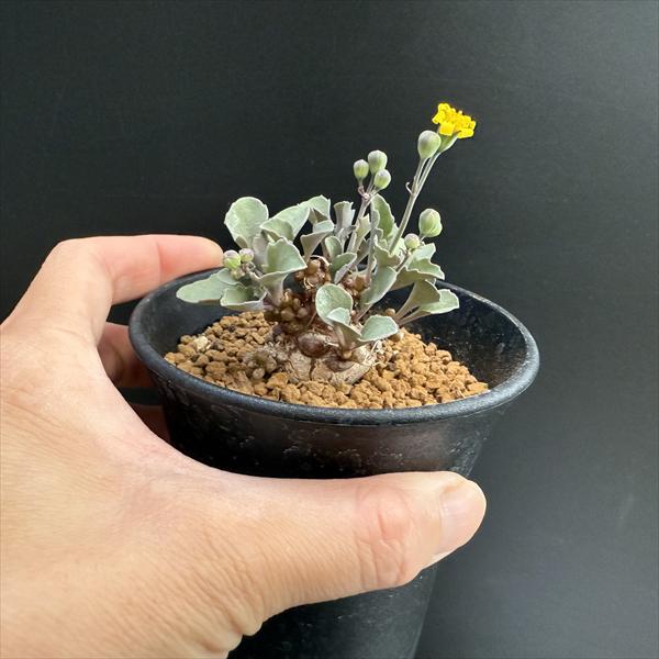 コーデックス：オトンナ ヘレー×アルミアナ 実生*M 幹幅4cm