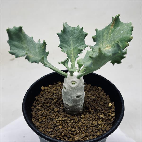 �����ǥå��������ȥ�ʡ��������ե��顡����*����2���