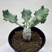 �����ǥå��������ȥ�ʡ��������ե��顡����*����2���