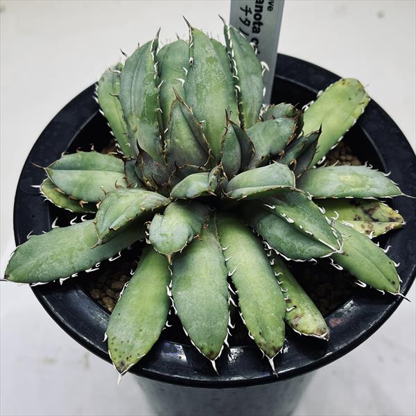 ☆特価☆多肉植物：アガベ チタノタ綴化*幅12cm 現品！一品