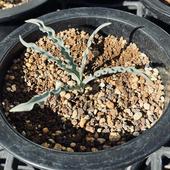 �庬��ʪ�����륮�ͥ�������ǥ�顼��*����9cm