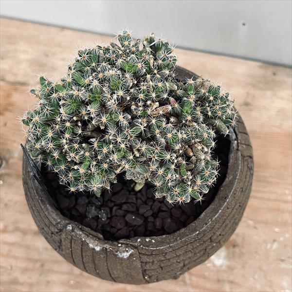 多肉植物：トリコディアデマ 紫晃星 陶器鉢*葉幅8.5cm | サボテン