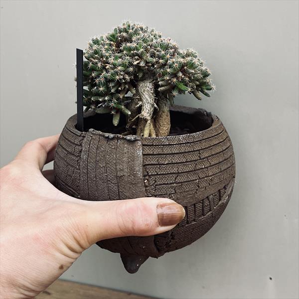 多肉植物：トリコディアデマ 紫晃星 陶器鉢*葉幅8.5cm | サボテン