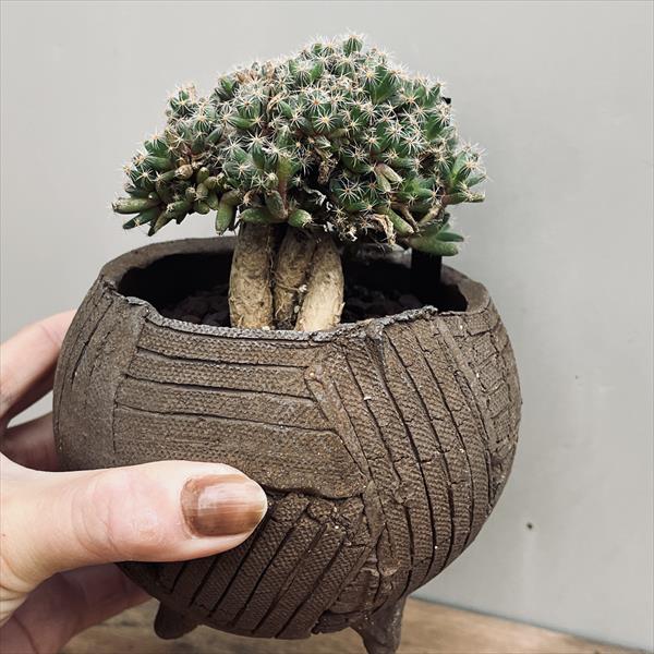 多肉植物：トリコディアデマ 紫晃星 陶器鉢*葉幅8.5cm | サボテン
