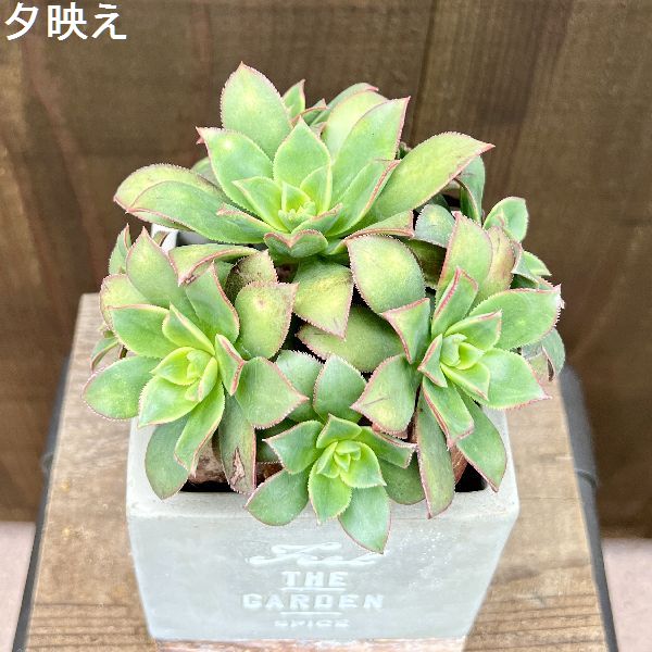 おしゃれ 観葉植物 品種選べる：アエオニウム 鉢植え 受皿付*夕映え 小